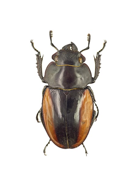 Gazella shining stag beetle