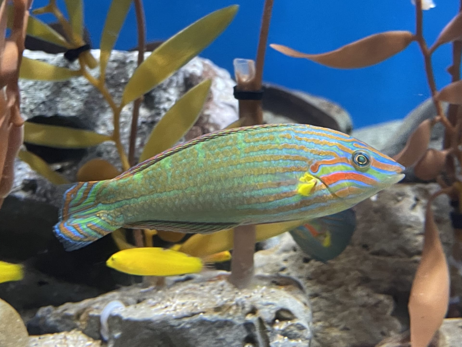 メラルスラス (Halichoeres melanurus)