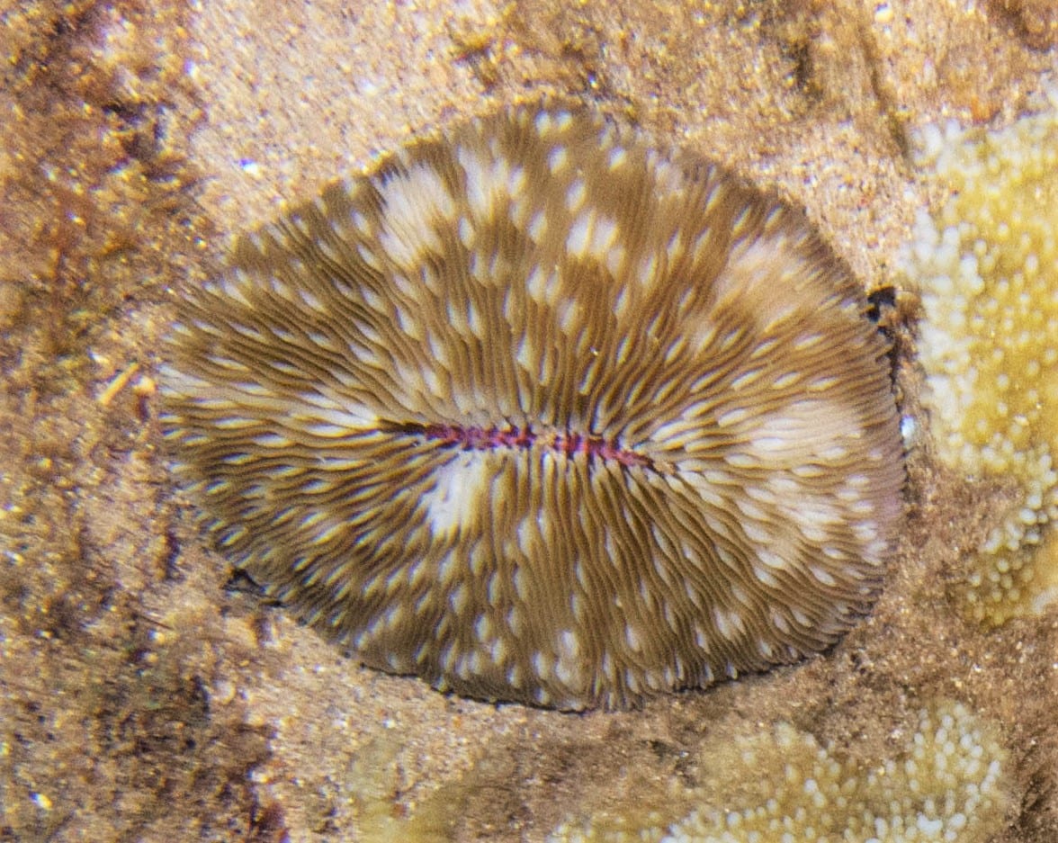 Lobactis (Fungia Scutaria)