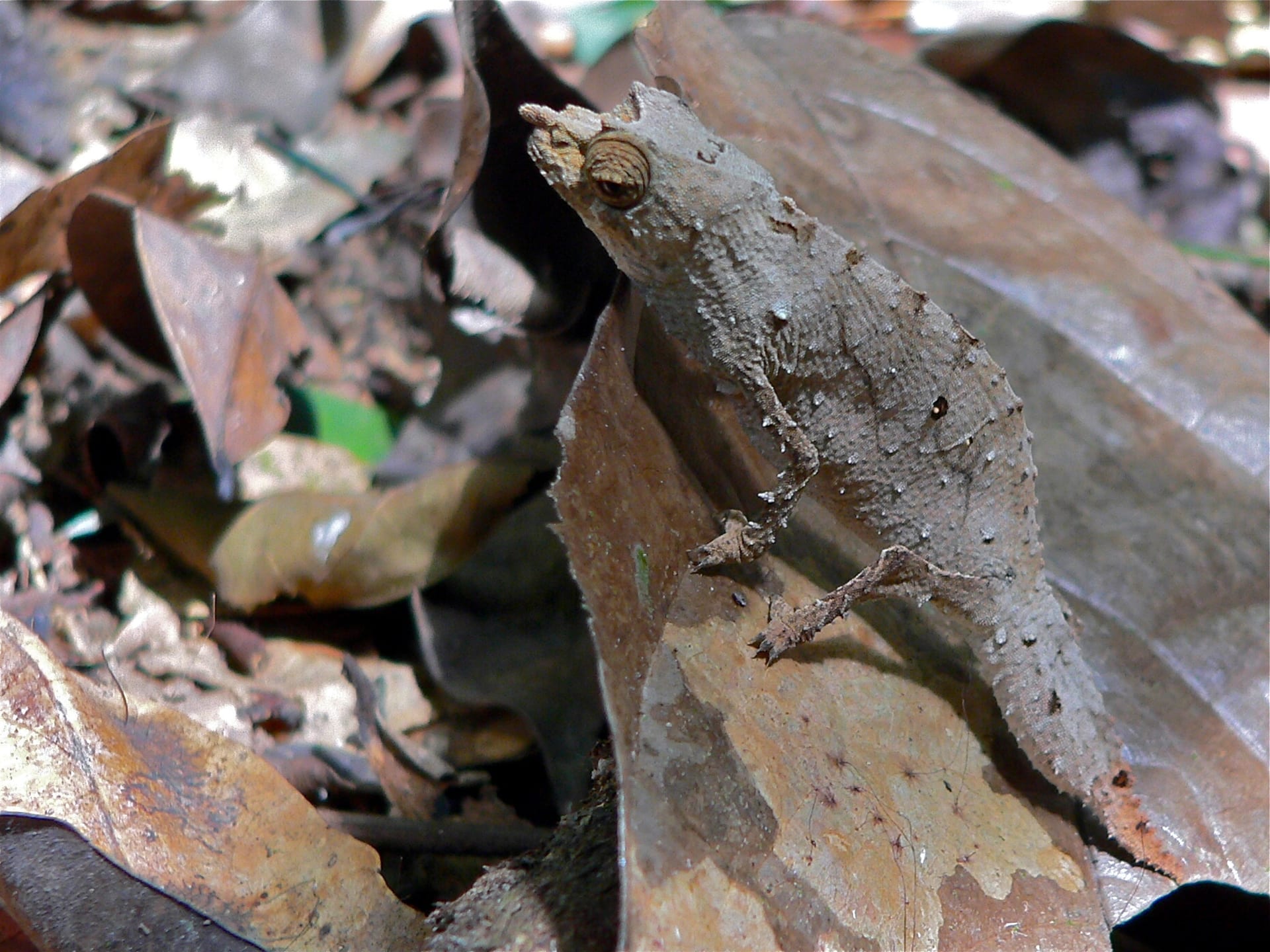 Spectral Pygmy Chameleon