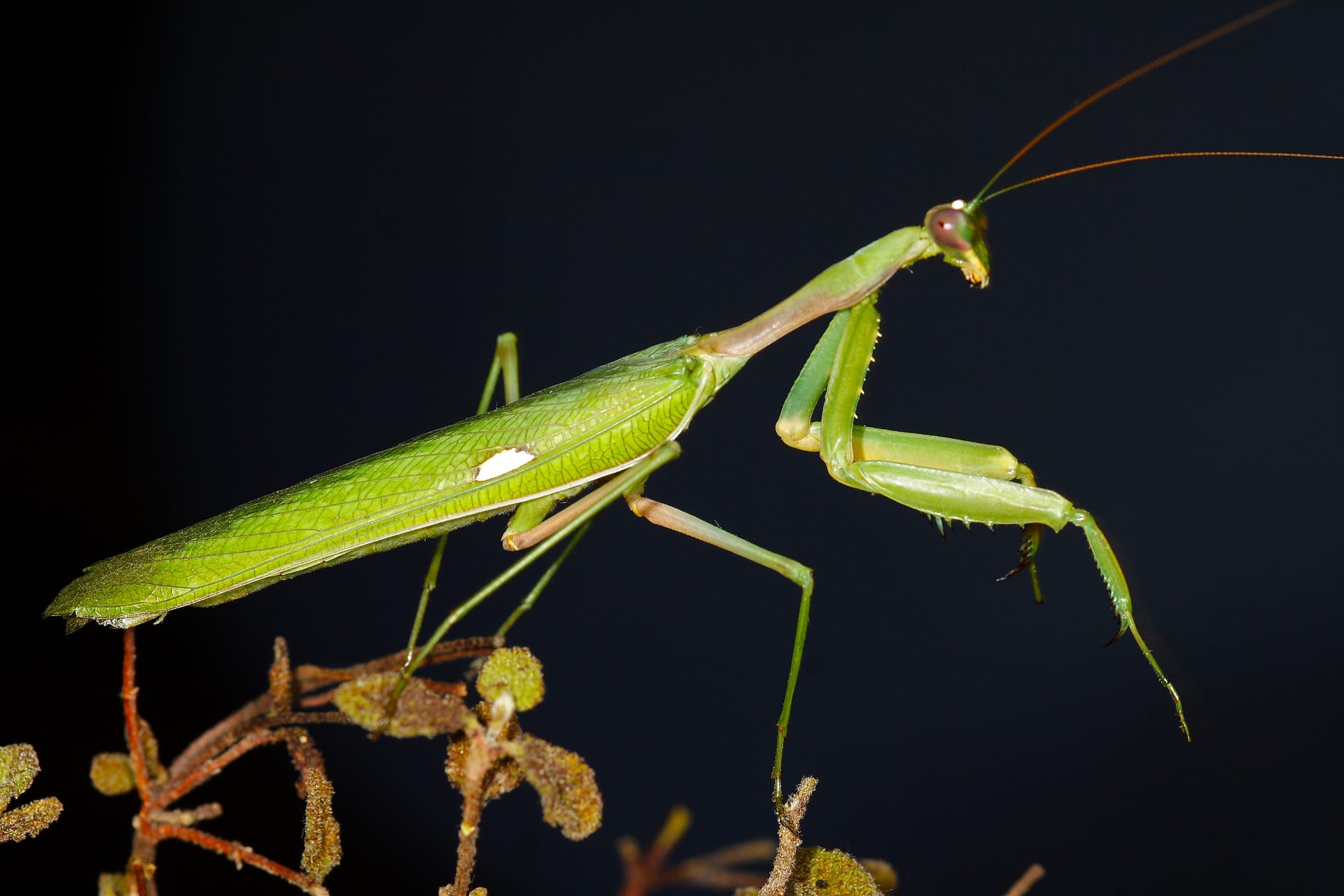 アフリカオオカマキリ
