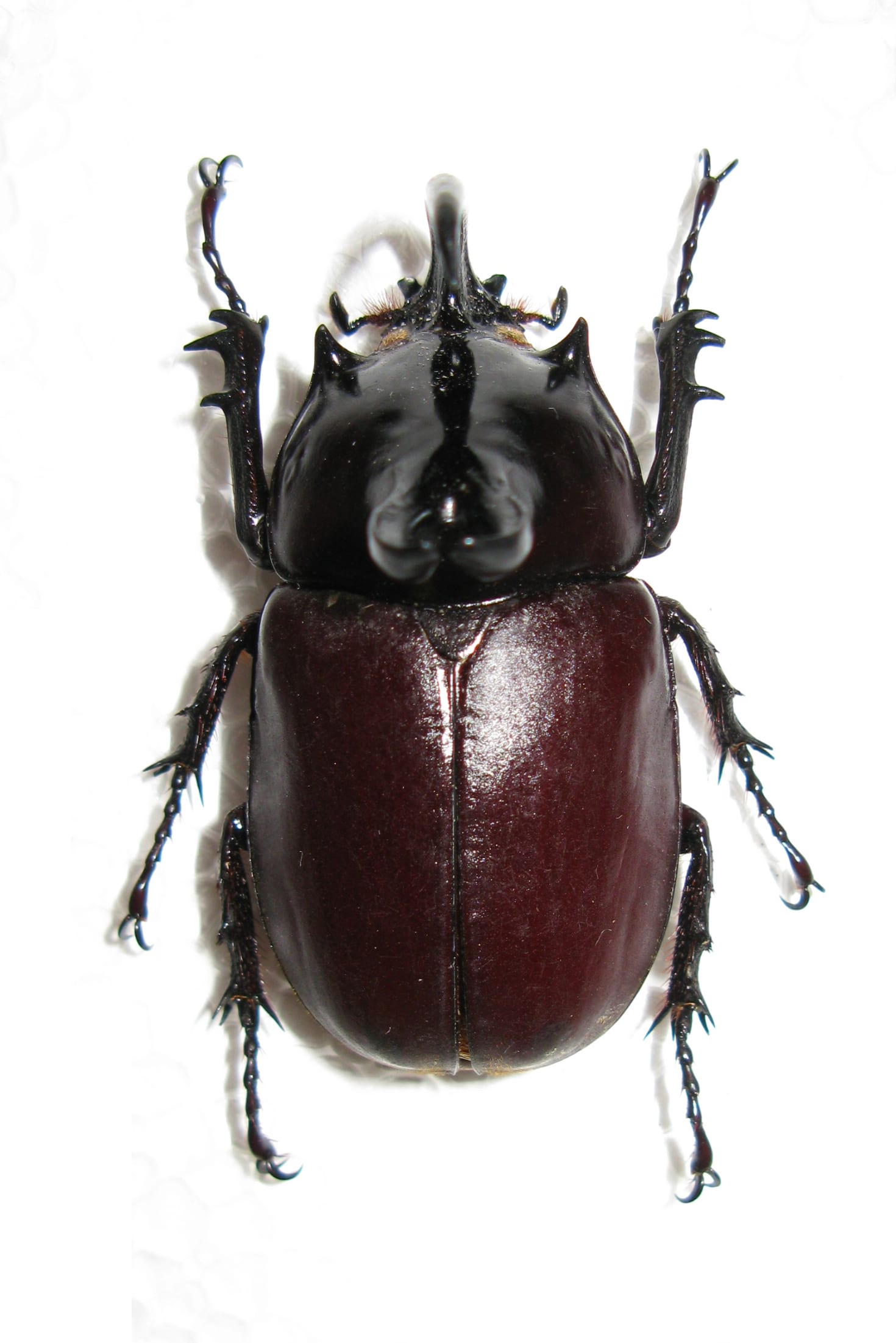 Burmese five-horned beetle
