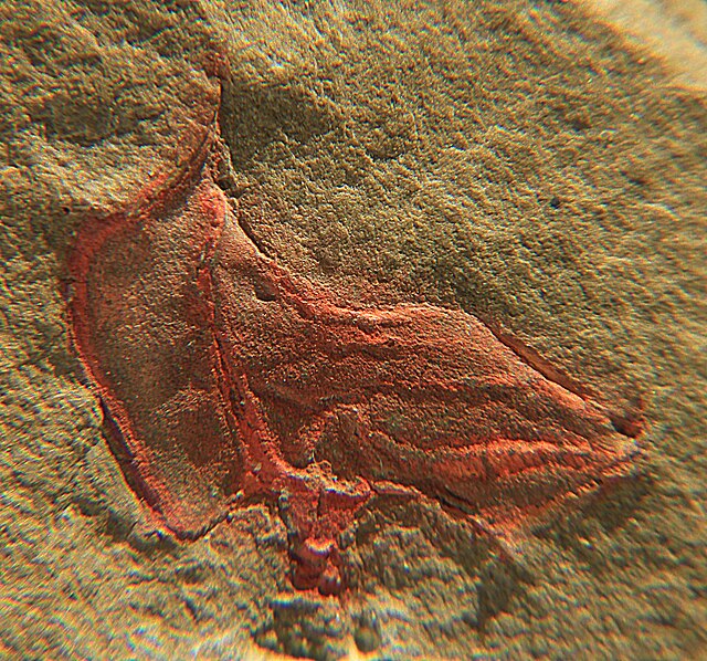 Stylophora