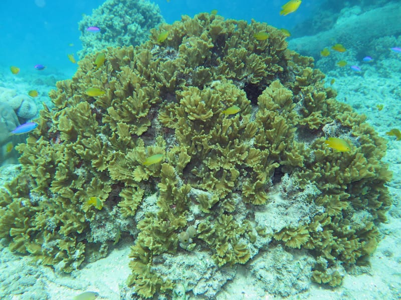 Pectinia Paeonia