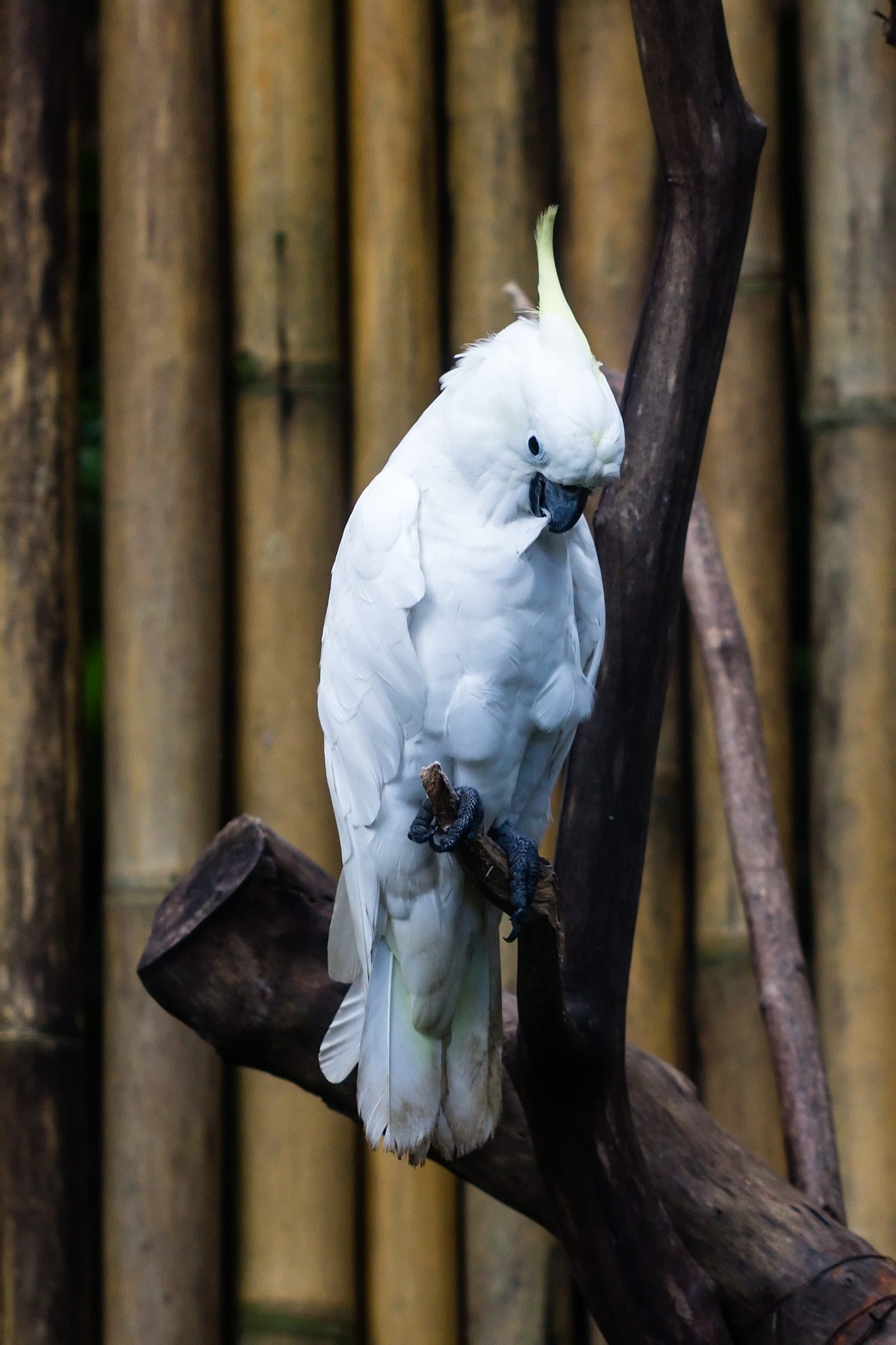 Triton Cockatoo