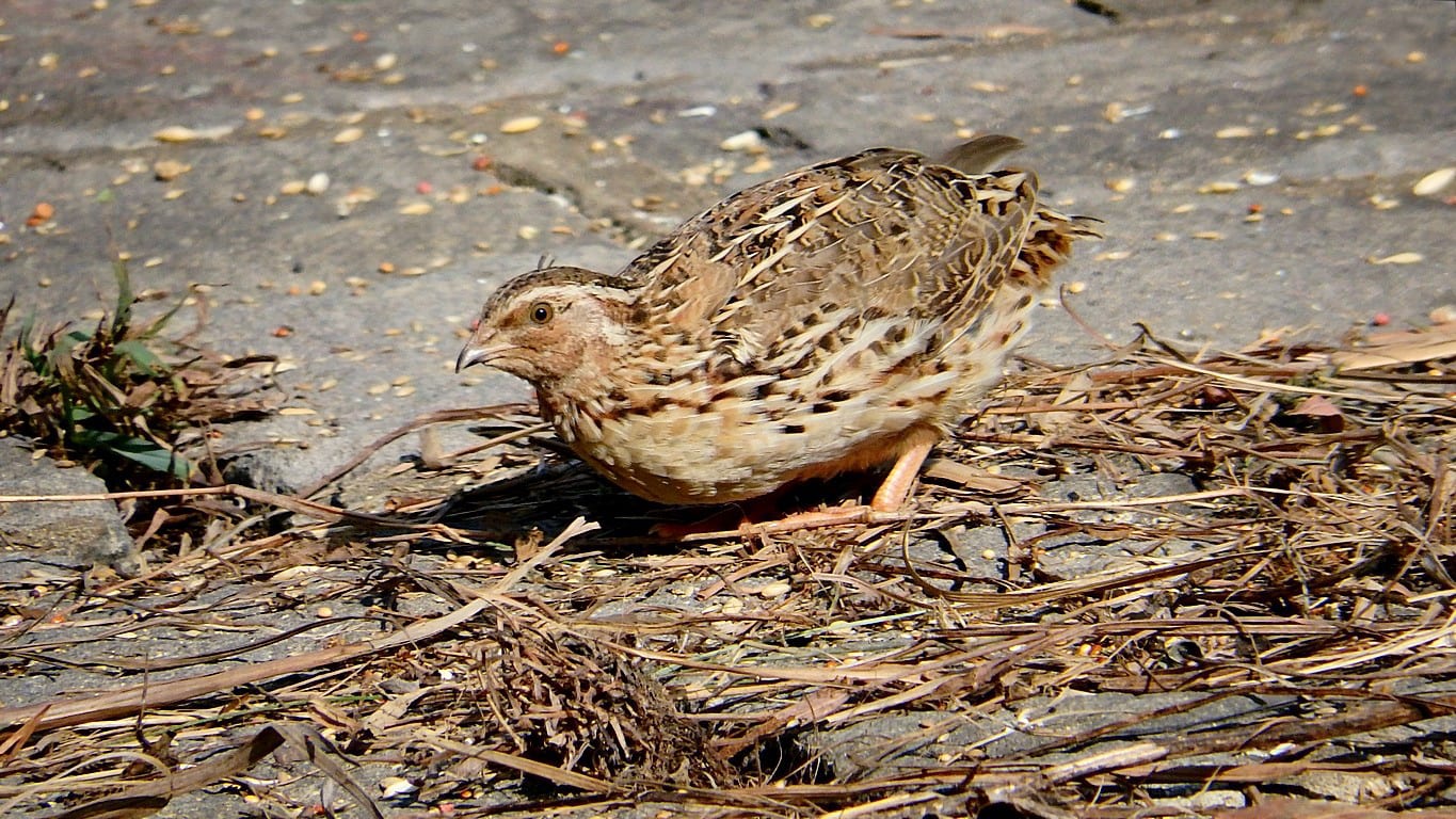 Japanese Quail