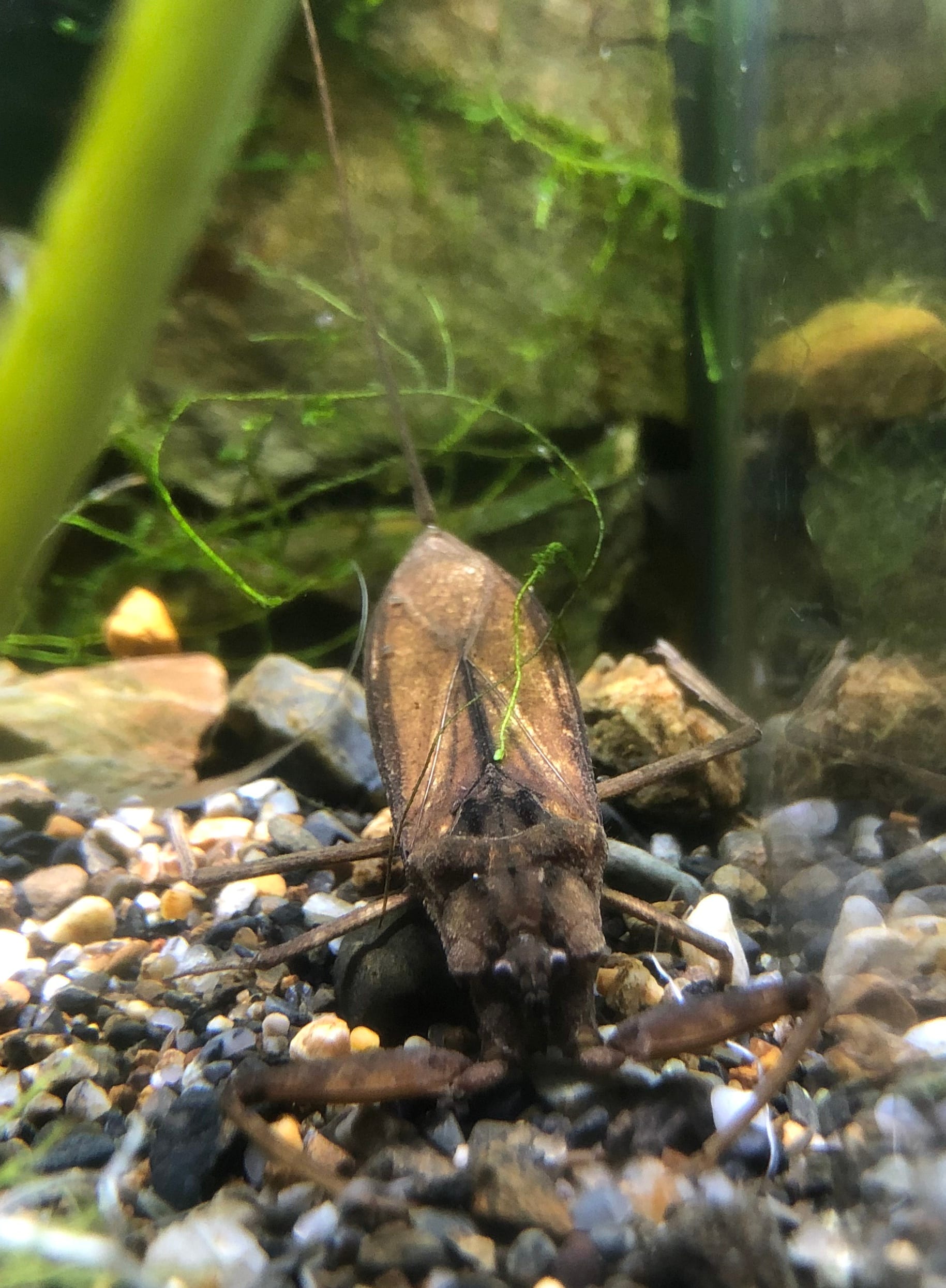 Water Scorpion