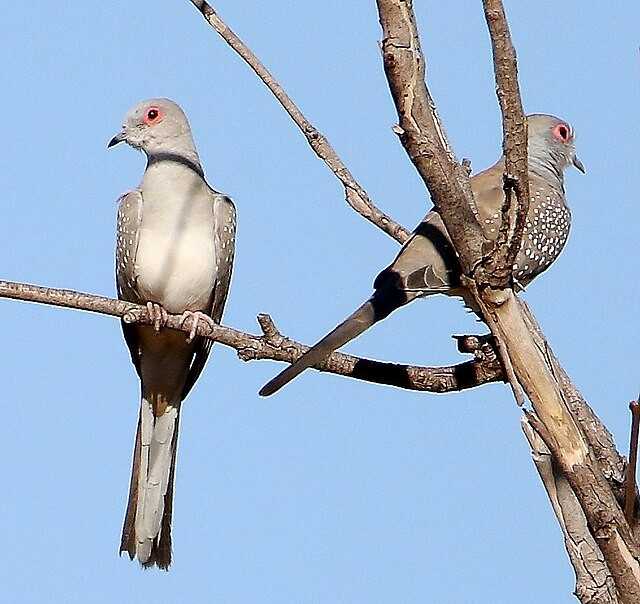 Diamond Dove