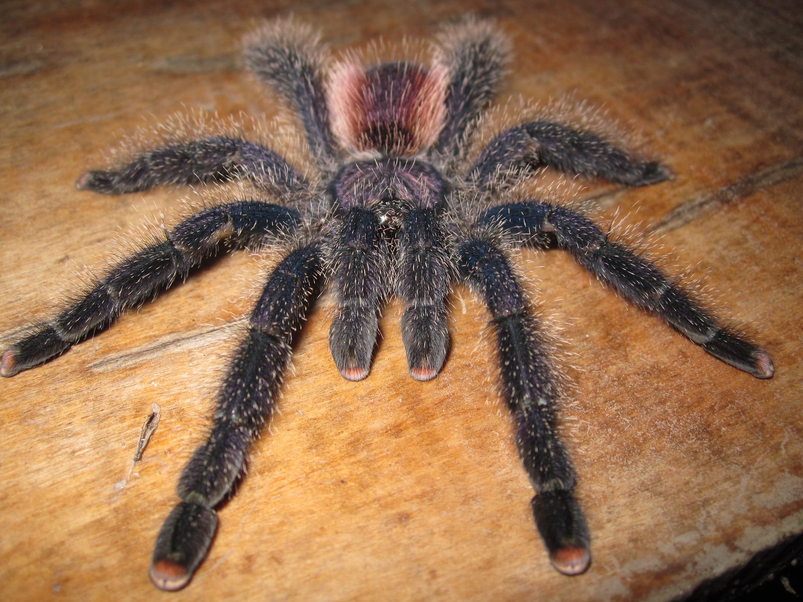 Yellow-banded Pinktoe