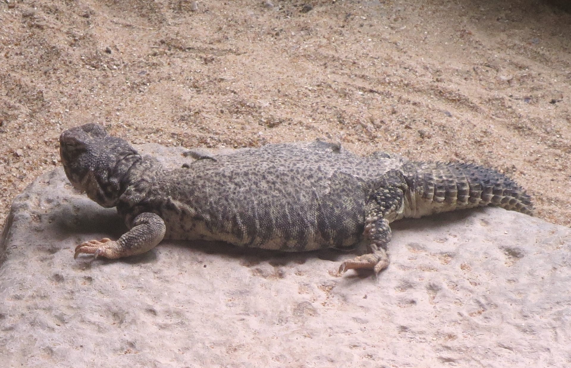 Mali Uromastyx