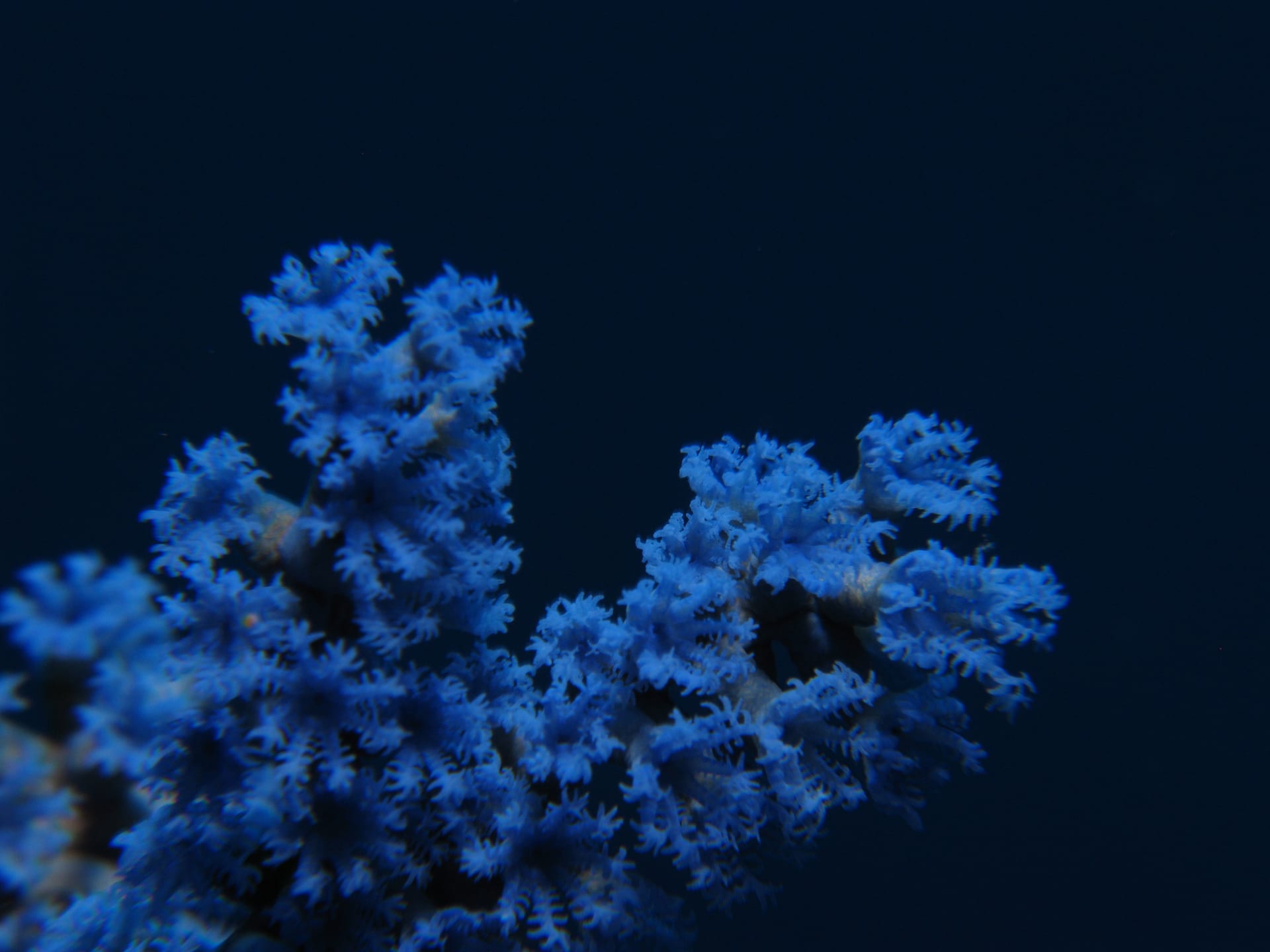 Cespitularia