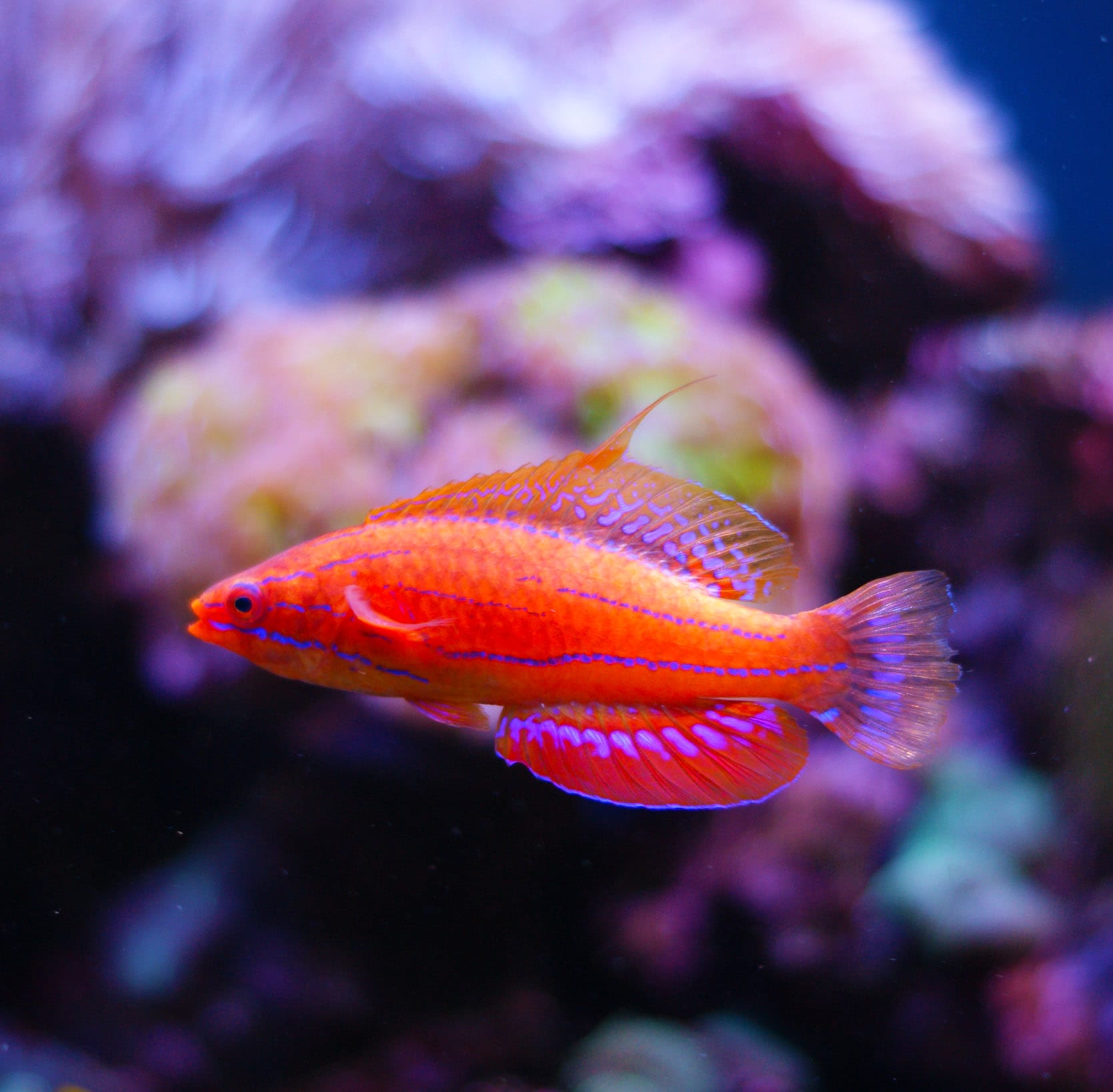 Redfin flasher wrasse