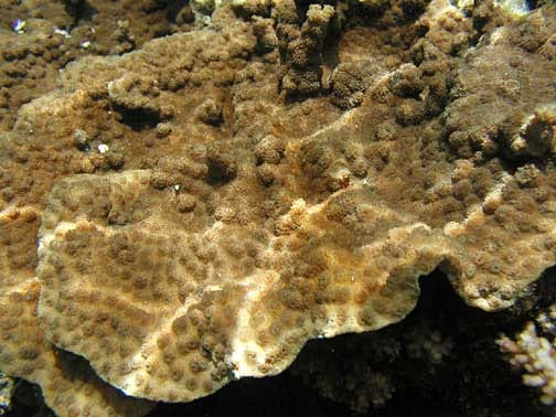 Echinopora Lamellosa
