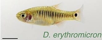 Emerald Dwarf Rasbora
