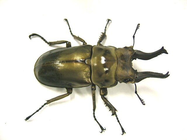 オウゴンオニクワガタ
