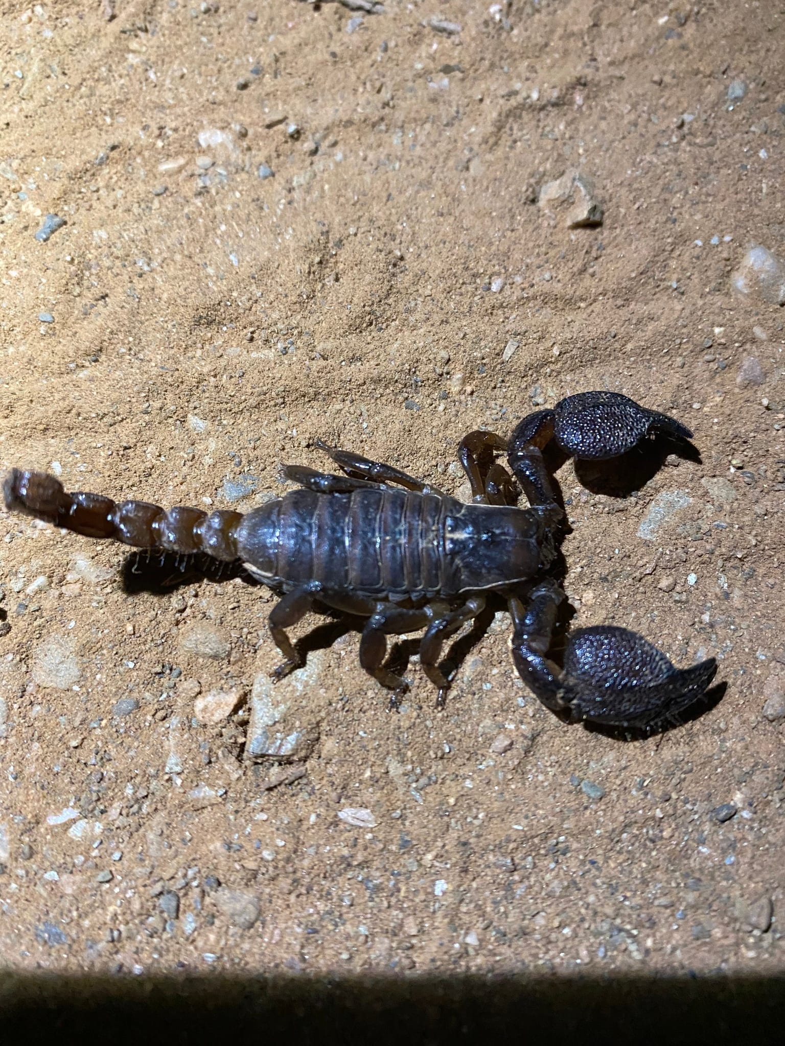 Large-clawed Scorpion