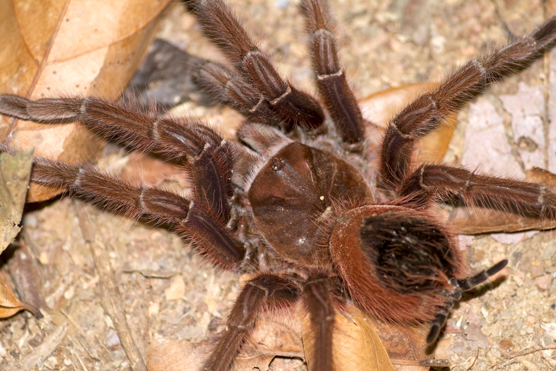 粉紅足亮須食鳥蛛 (Theraphosa apophysis)