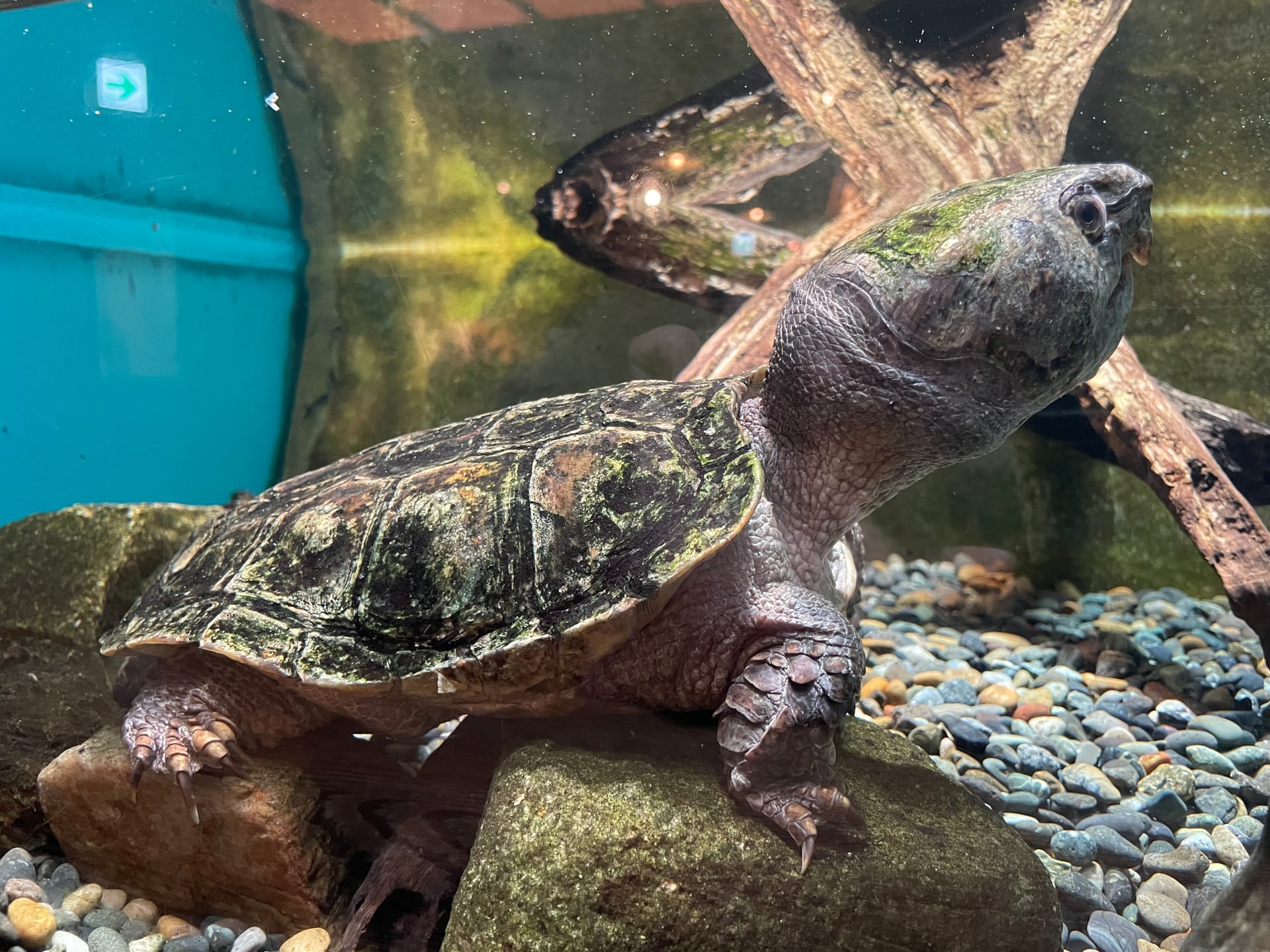 Big-Headed Turtle