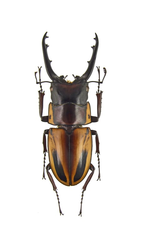 Fabrice's Saw Stag Beetle