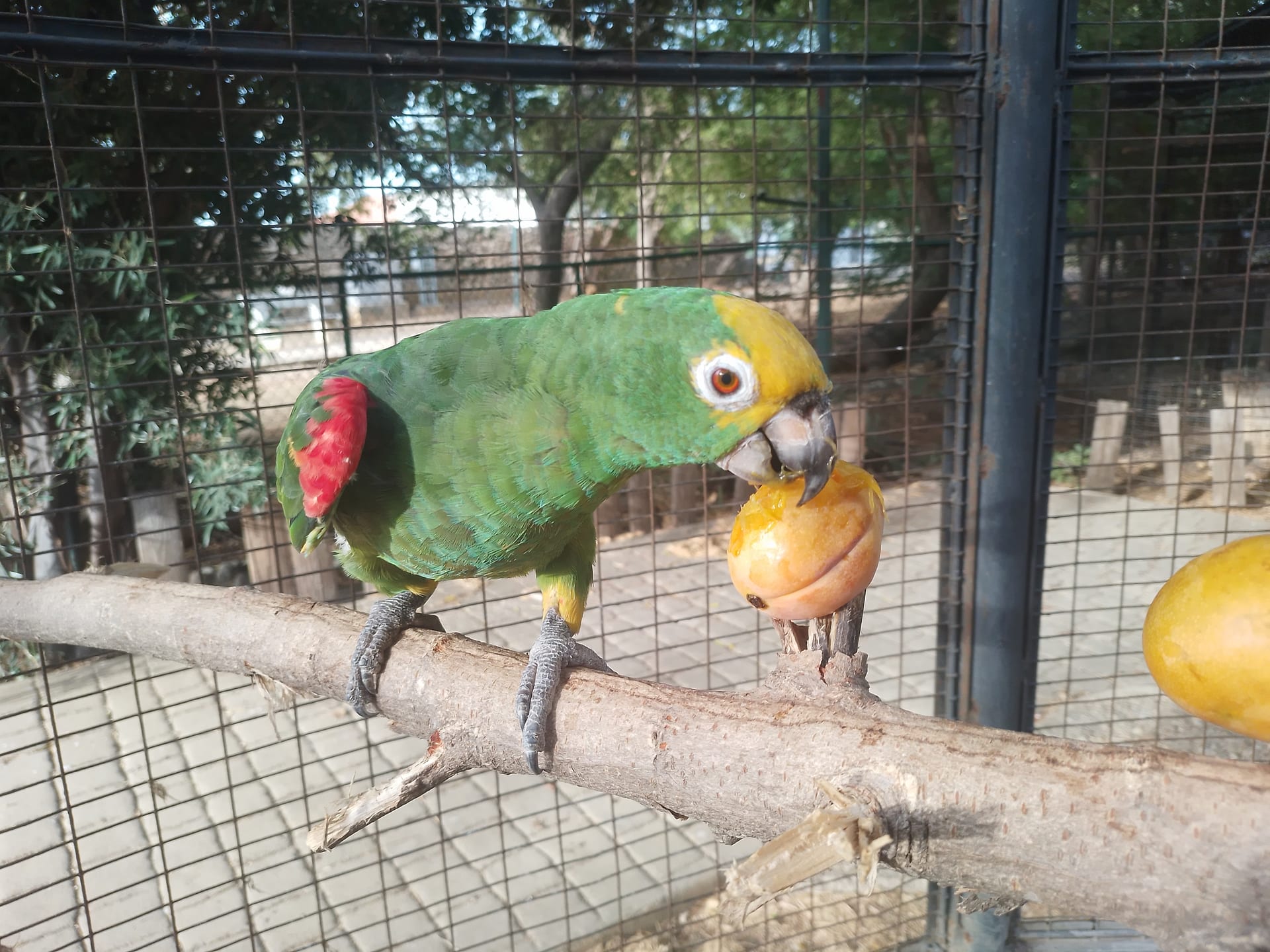 キビタイボウシインコ