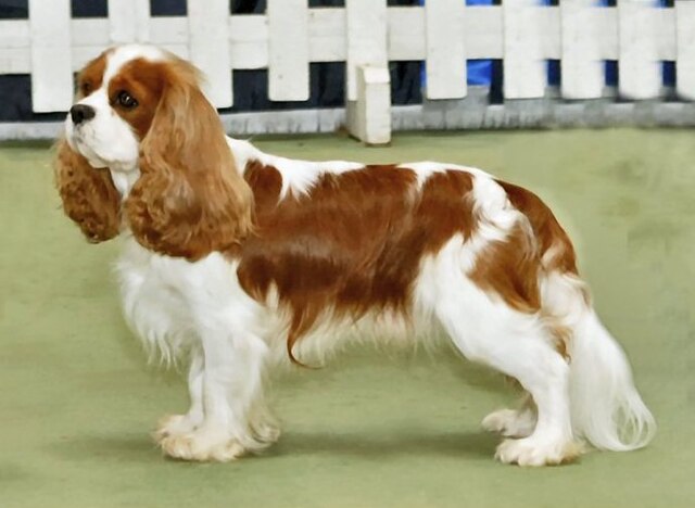 キャバリアキングチャールズスパニエルの飼い方完全ガイド|性格・健康管理・心臓病対策