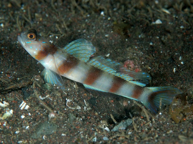 日本蝦虎 (Amblyeleotris japonica)