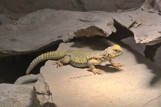 サハラトゲオアガマ