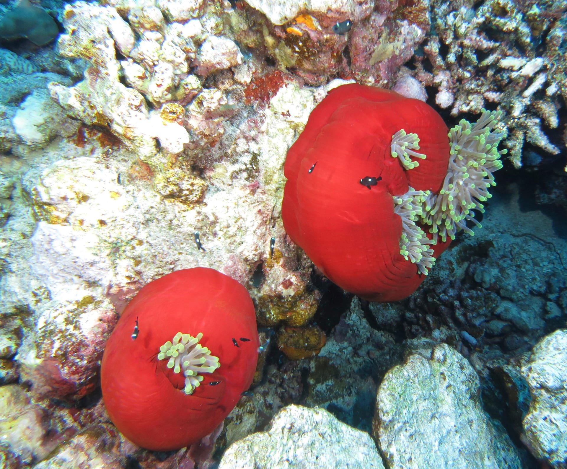 Magnificent Sea Anemone