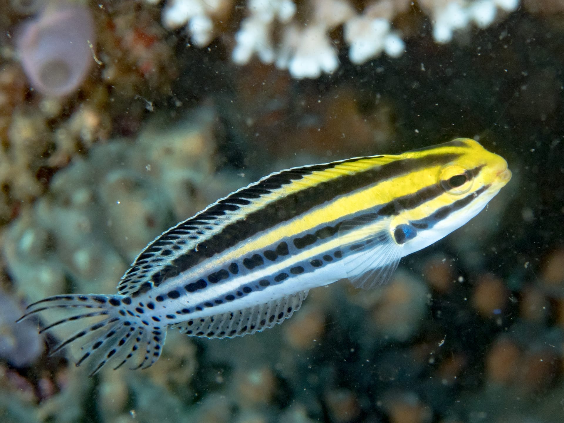 ヒゲニジギンポ (Meiacanthus grammistes)