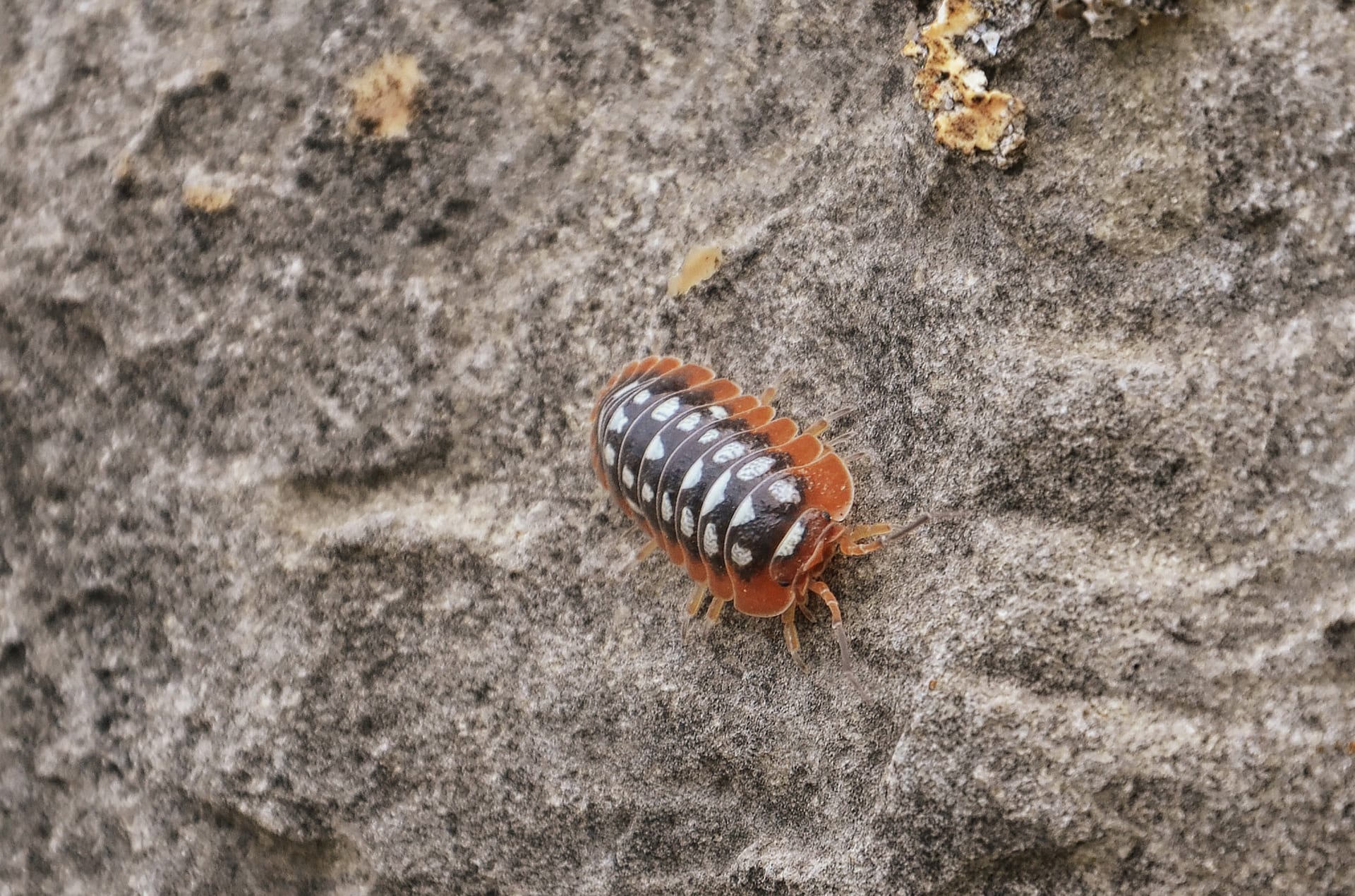 モンテネグロダンゴムシ (Armadillidium klugii)