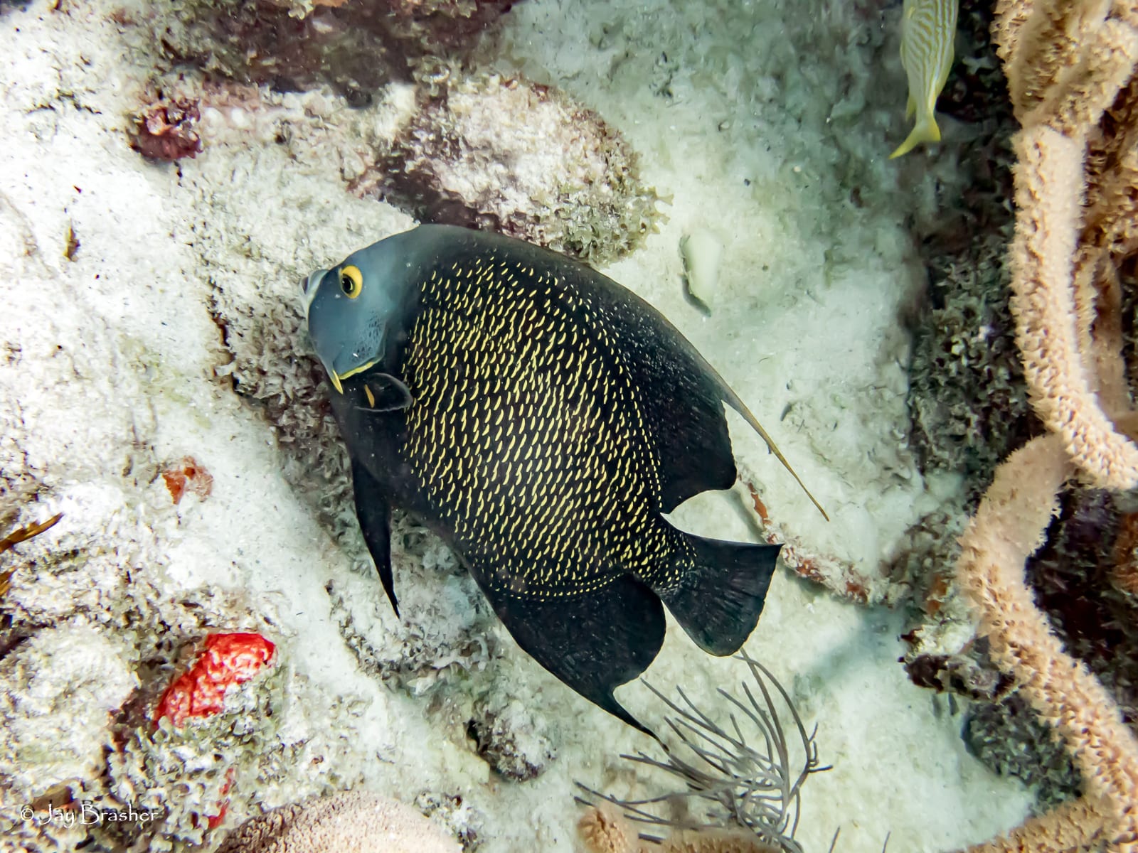 法國皇帝魚