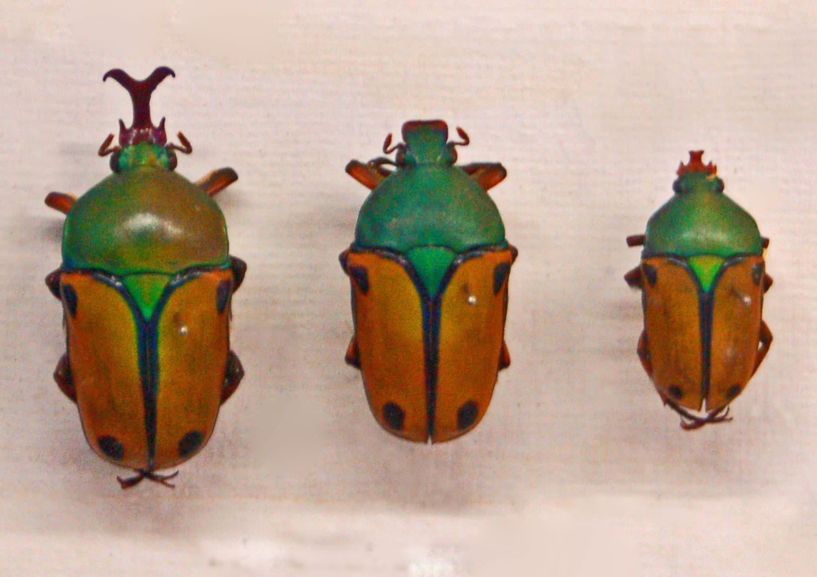 Euthalia Flower Beetle