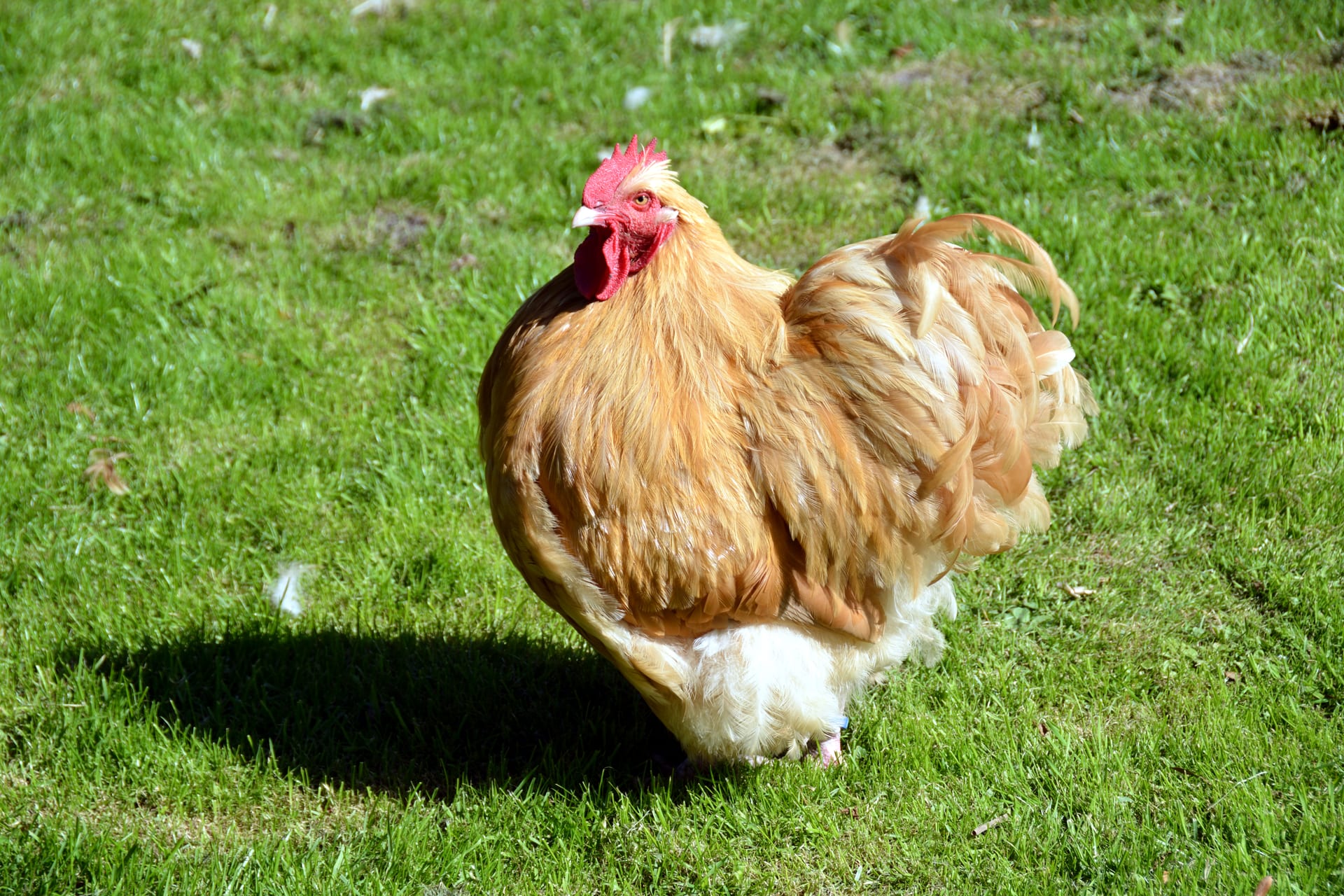 Cochin Chicken