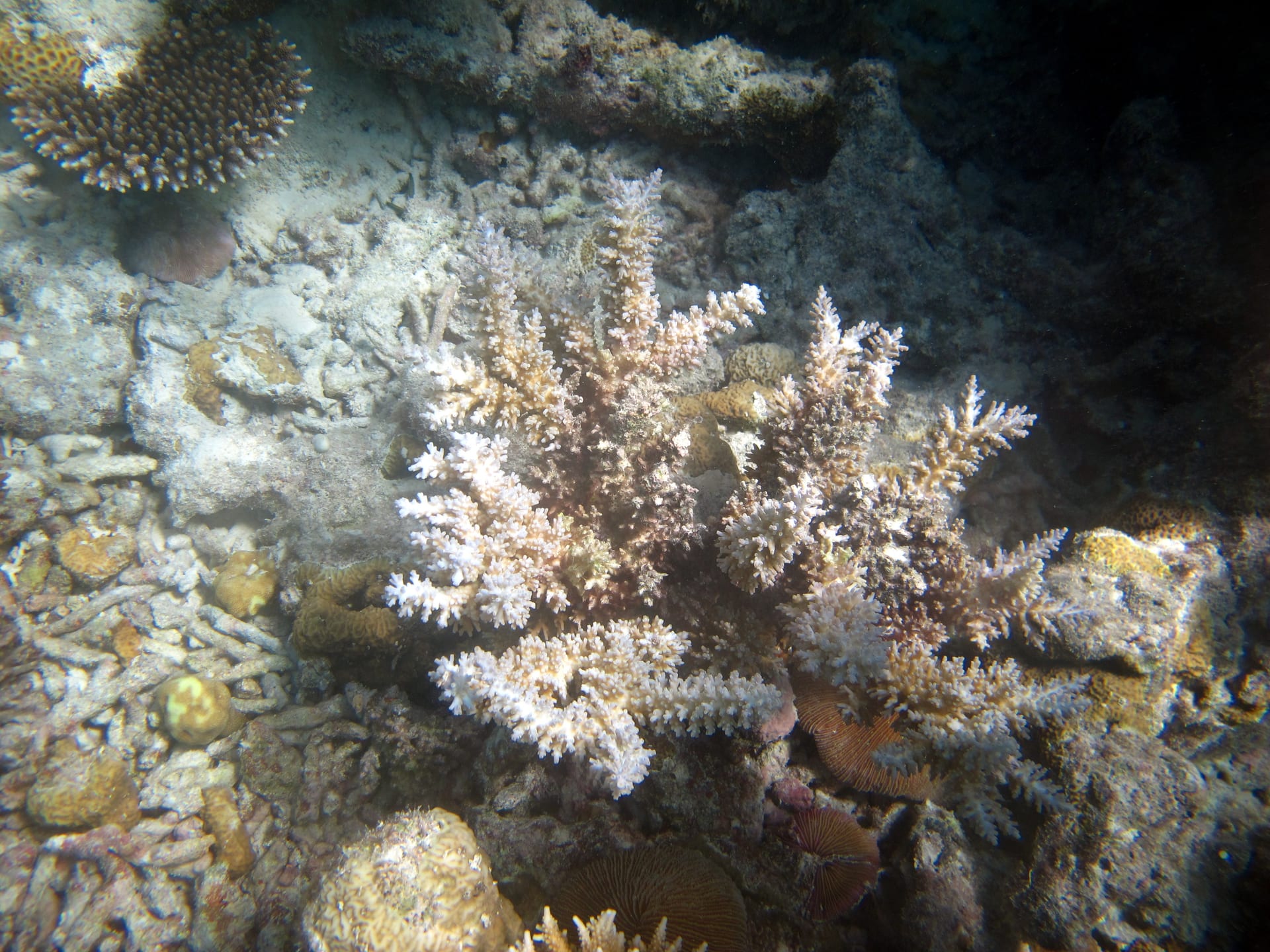 棘形軸孔珊瑚 (Acropora echinata)