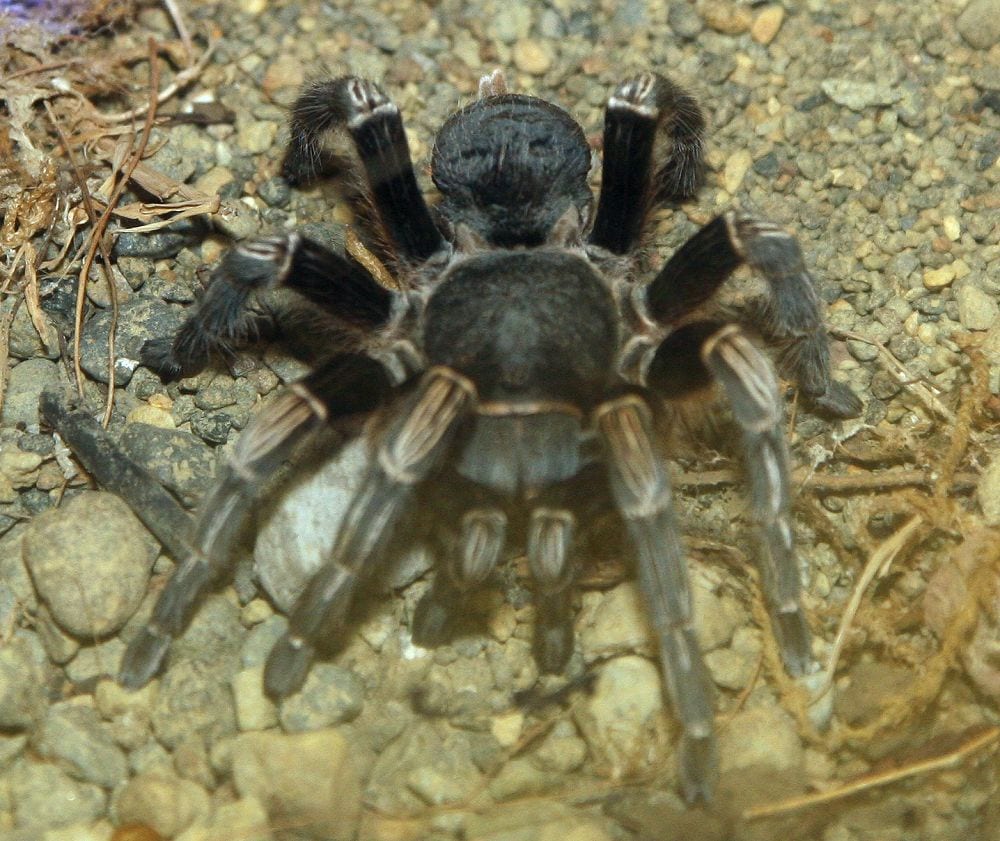 コスタリカンゼブラ