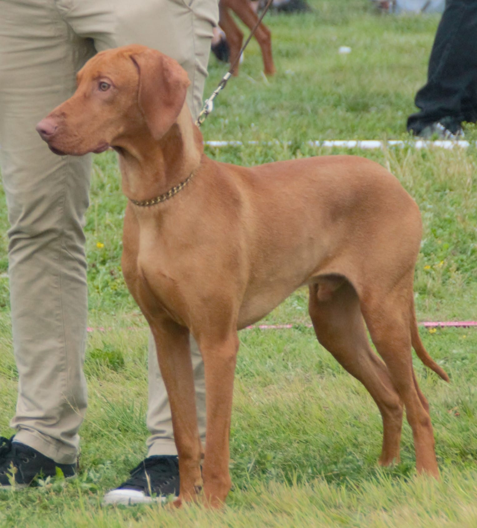 短毛匈牙利維茲拉犬