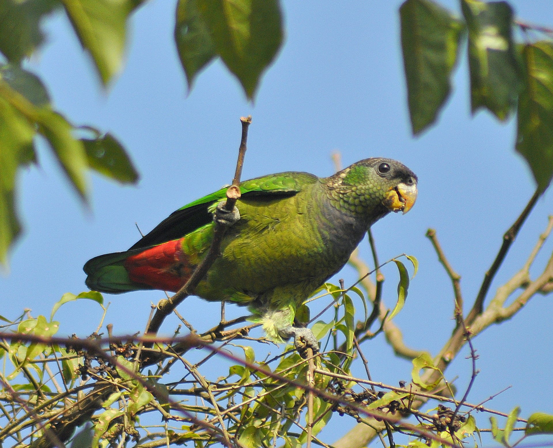 アケボノインコモドキ