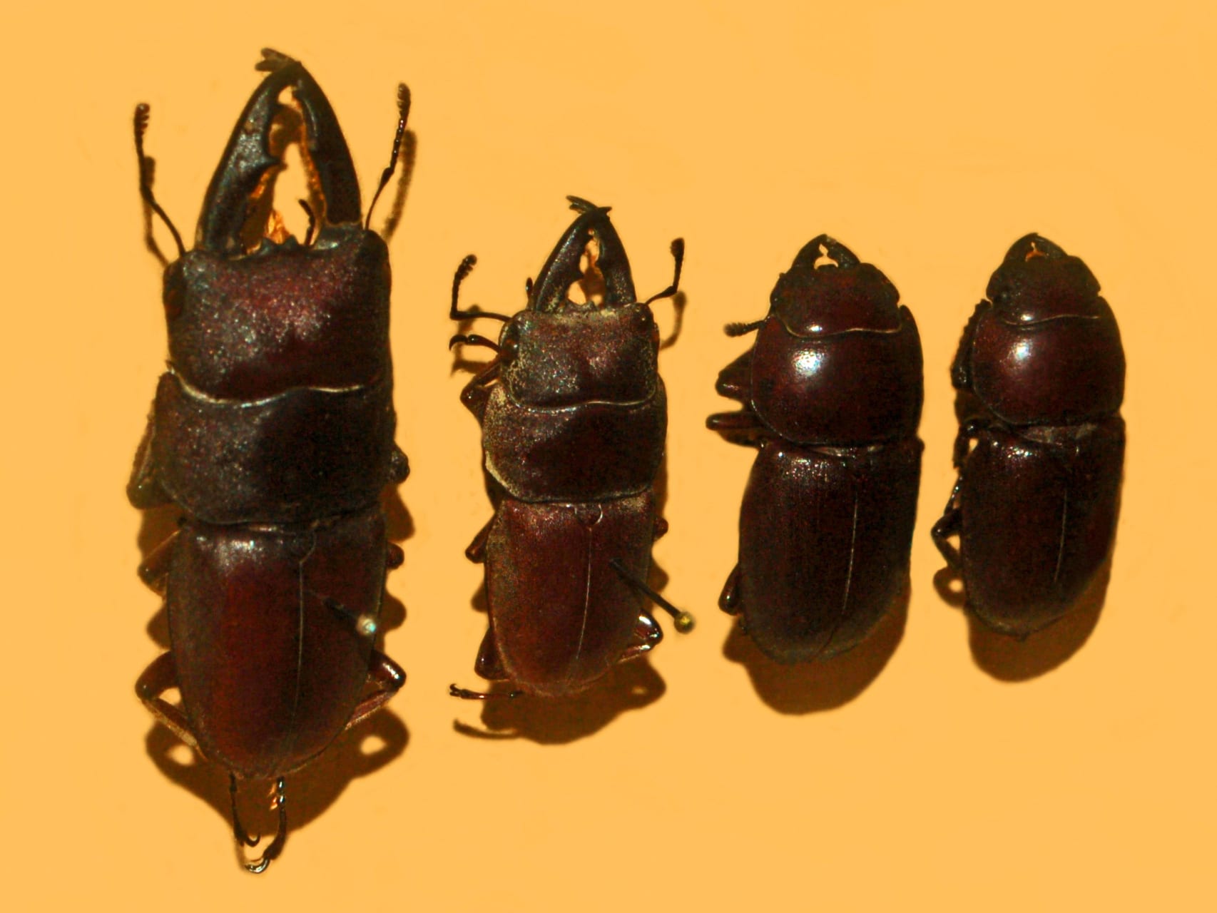 タウルスヒラタクワガタ
