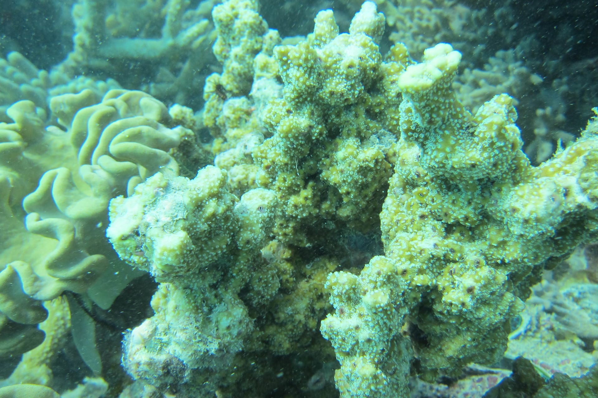 Montipora Hispida