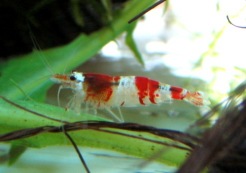Bee Shrimp