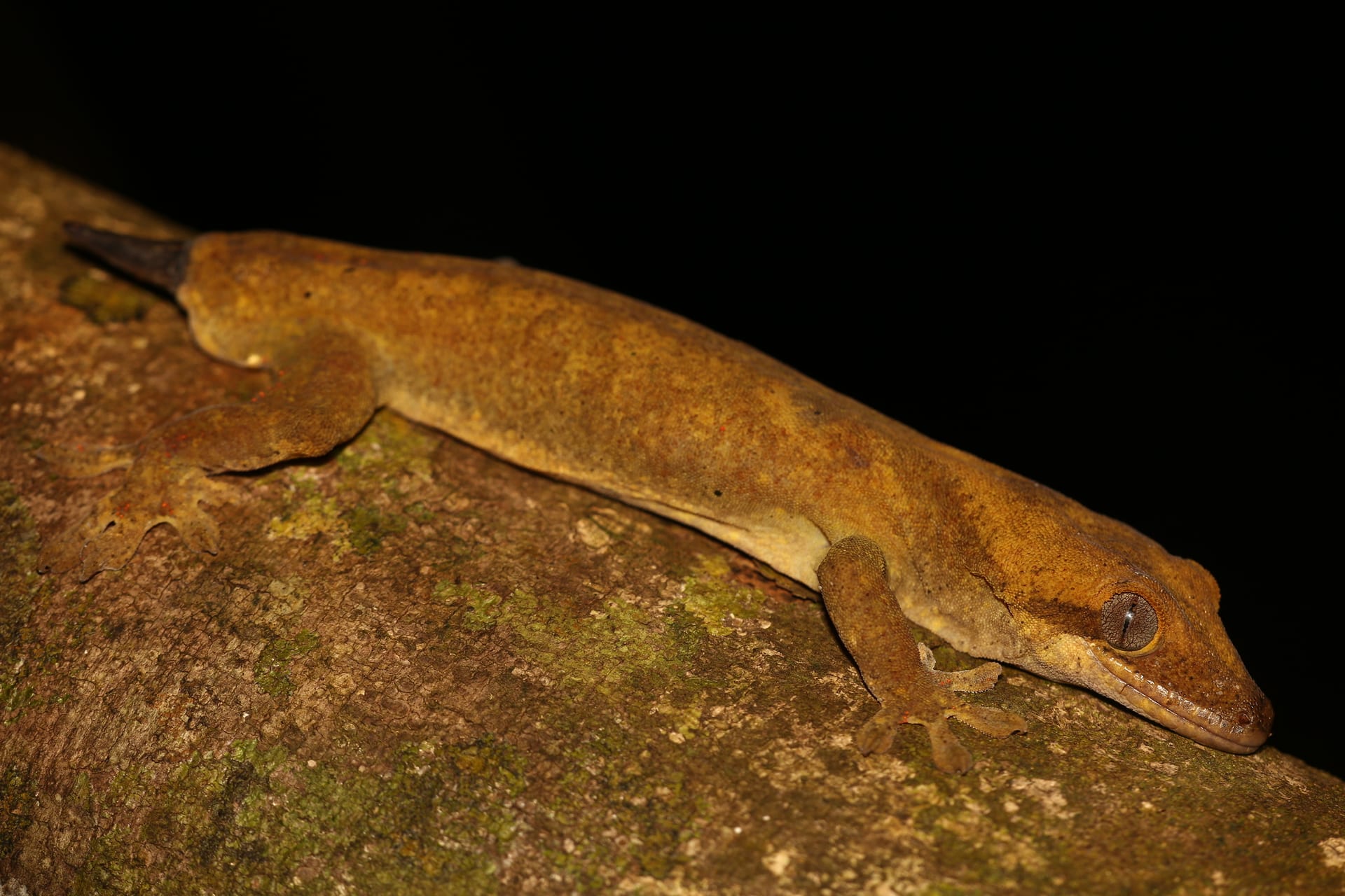 サラシノミカドヤモリ (Correlophus sarasinorum)