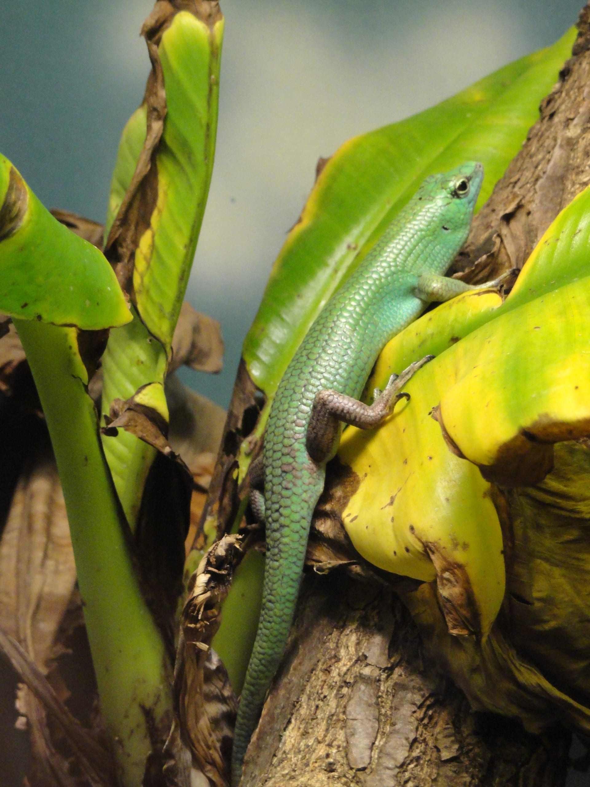 Emerald Tree Skink