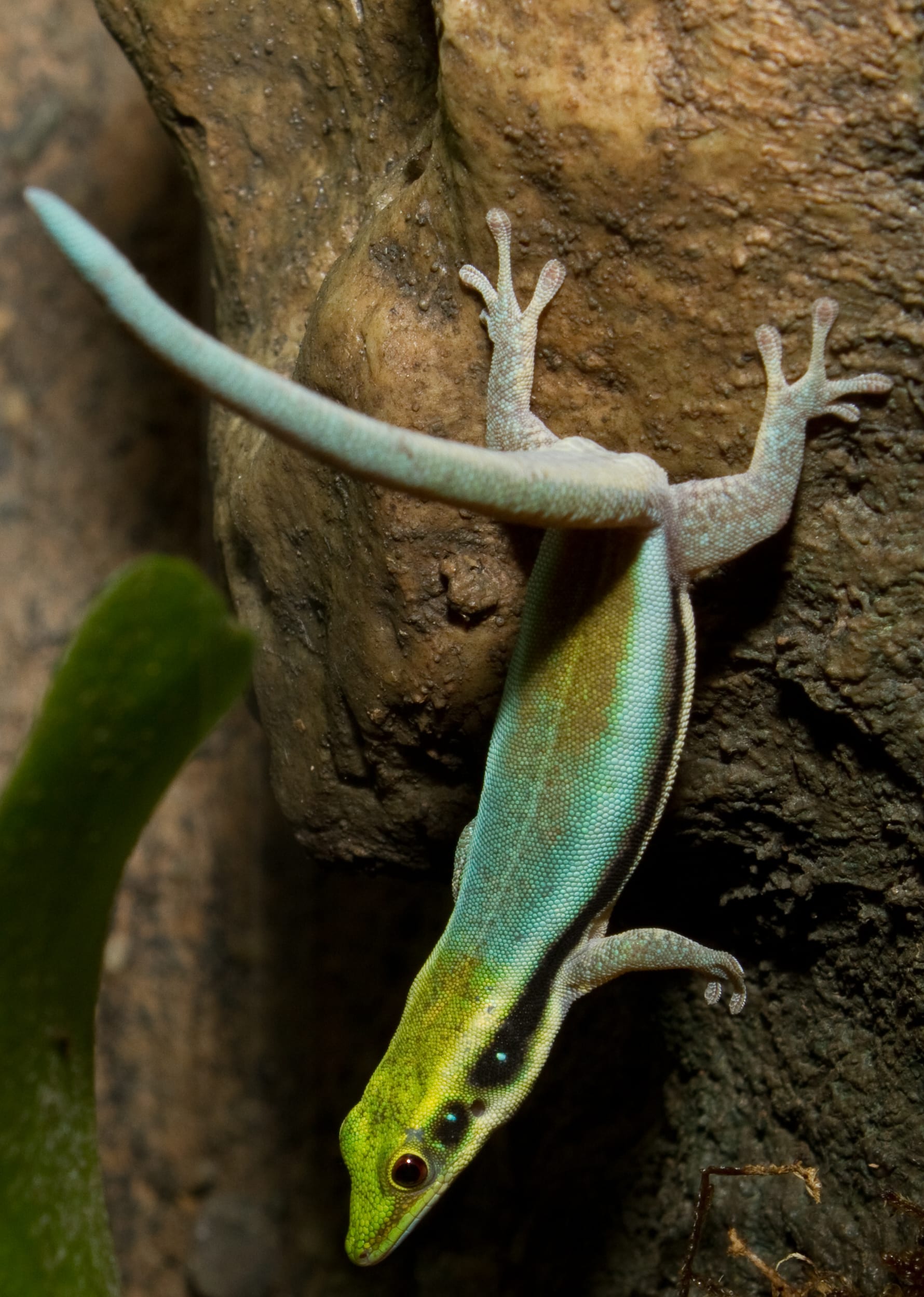 Klemmer's Day Gecko