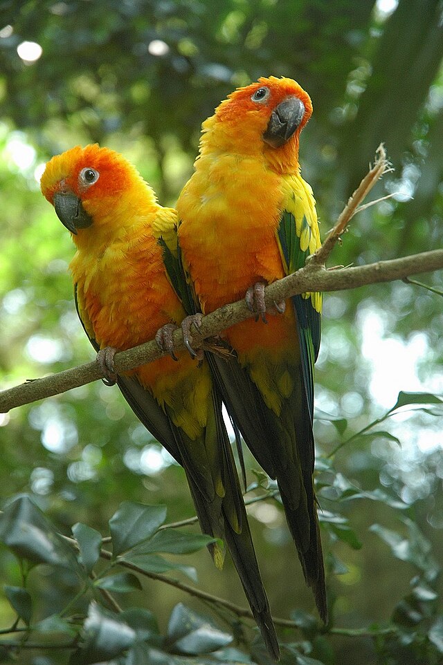 コガネメキシコインコ