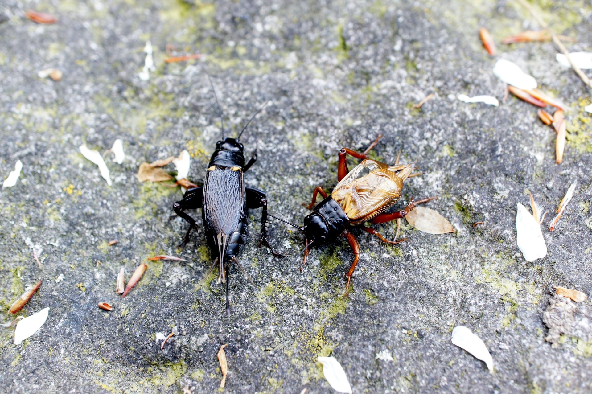Two-spotted cricket