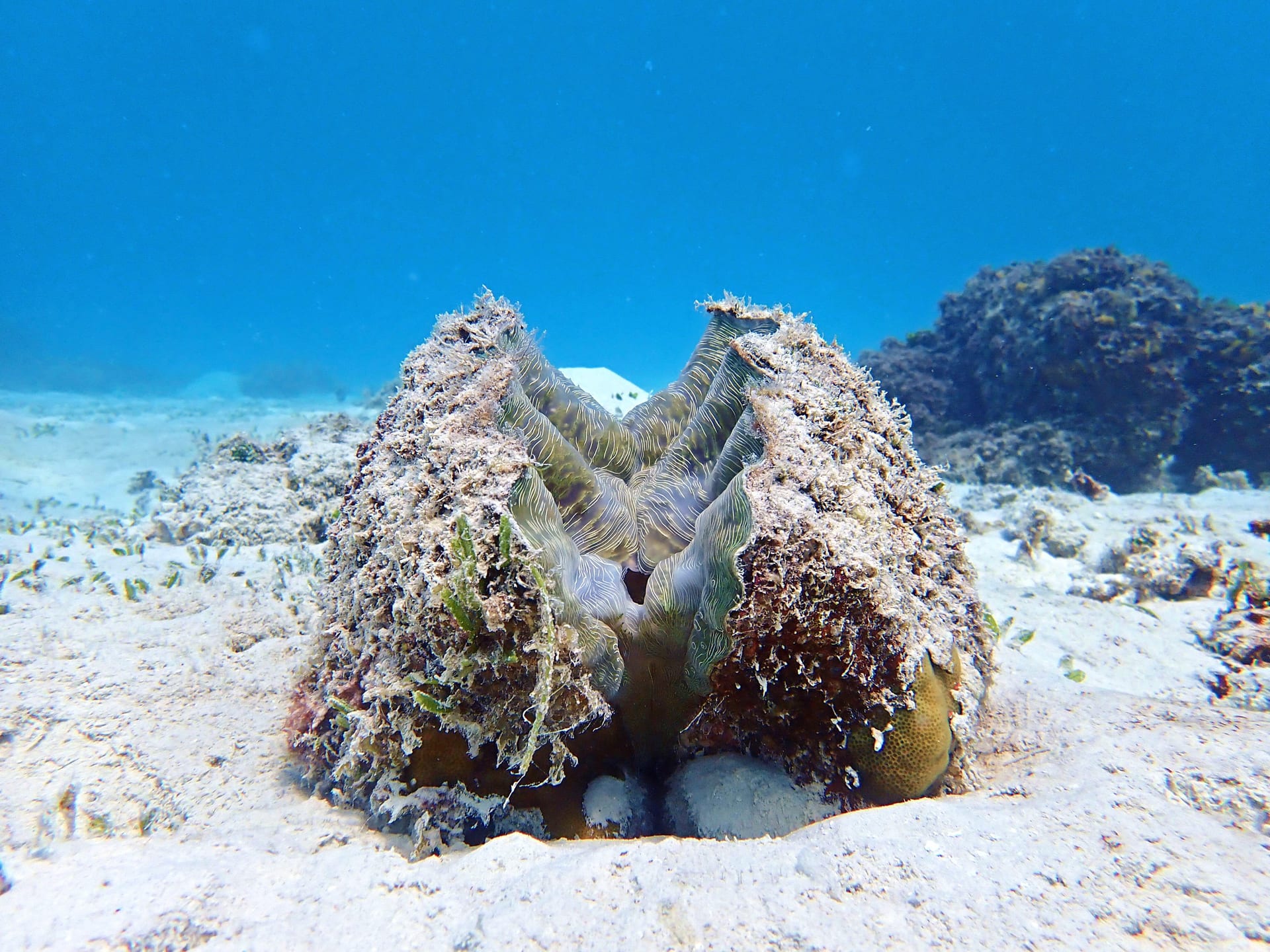 熊掌硨磲（Hippopus hippopus）