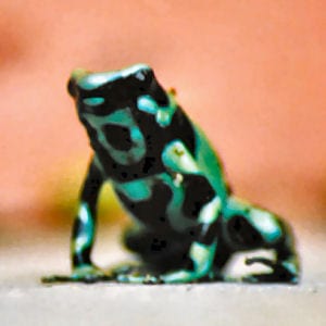 Green and Black Poison Frog