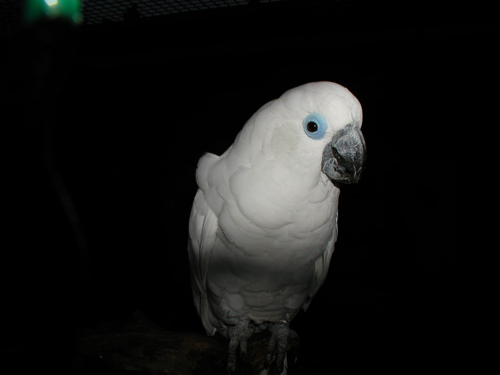 Blue-eyed Cockatoo