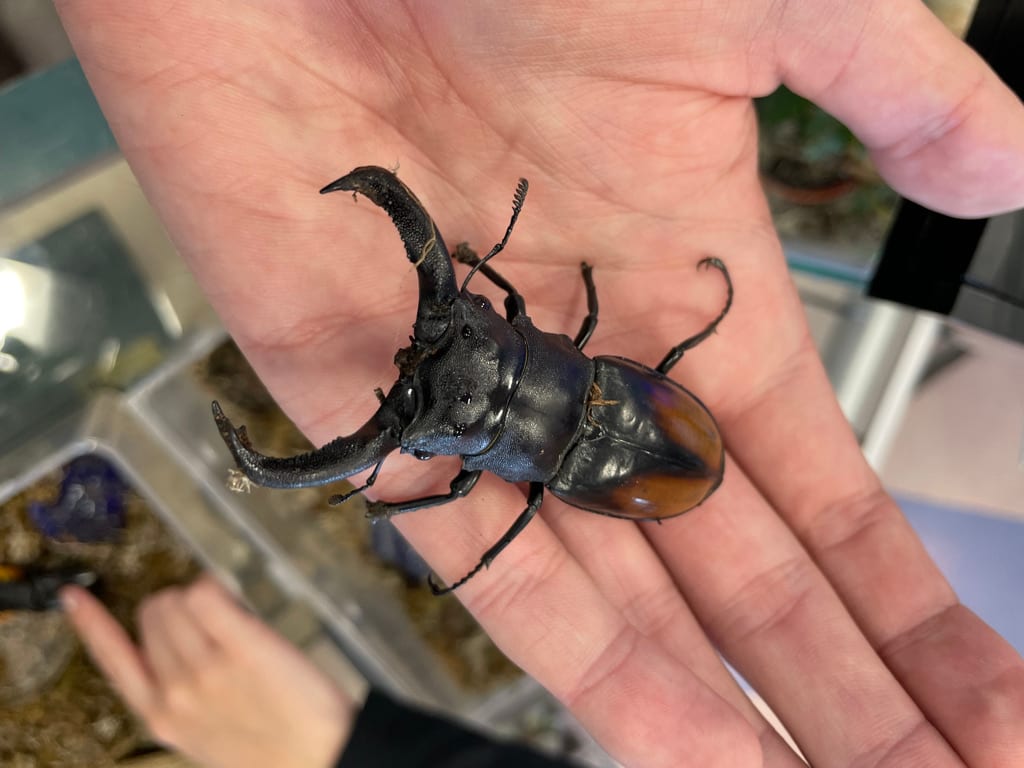 モセリオウゴンオニクワガタの寿命・大きさ・値段は？｜飼育ガイド