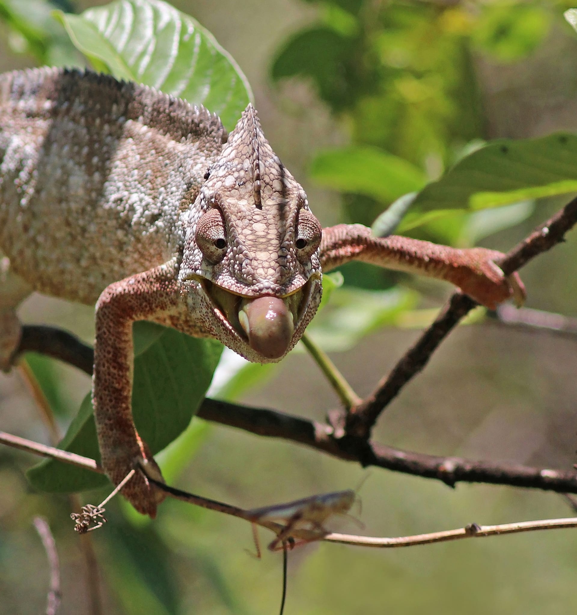 Oustalet's Chameleon